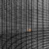 Linien im Blatt